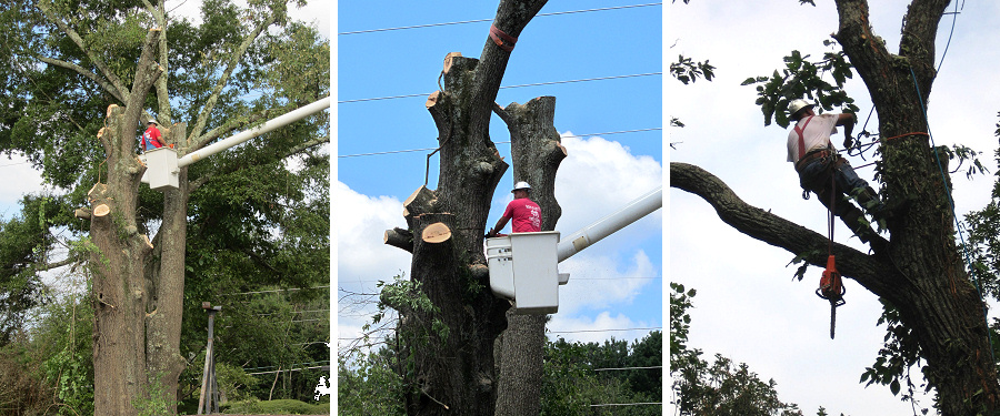 Chattanooga Tree Removal